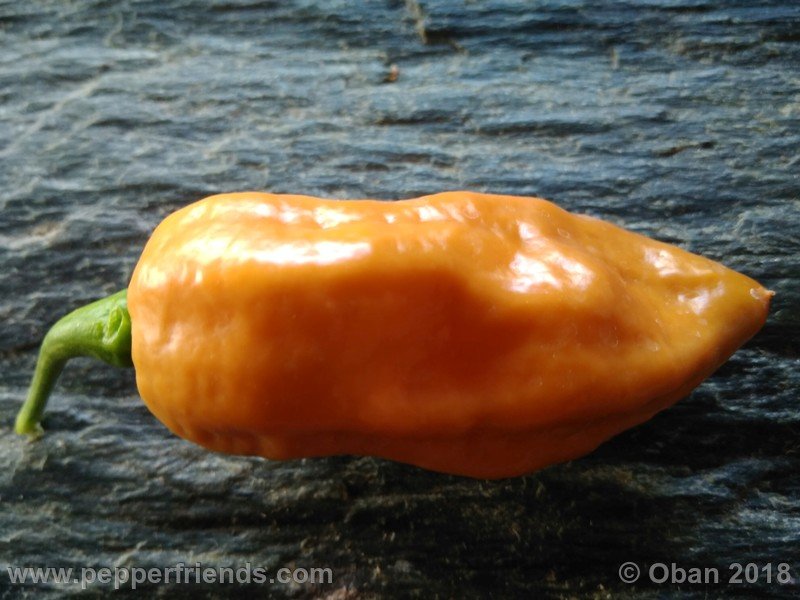 naga-morich-cappuccino_001_frutto_28.jpg