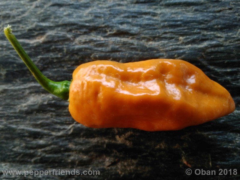 naga-morich-cappuccino_001_frutto_29.jpg