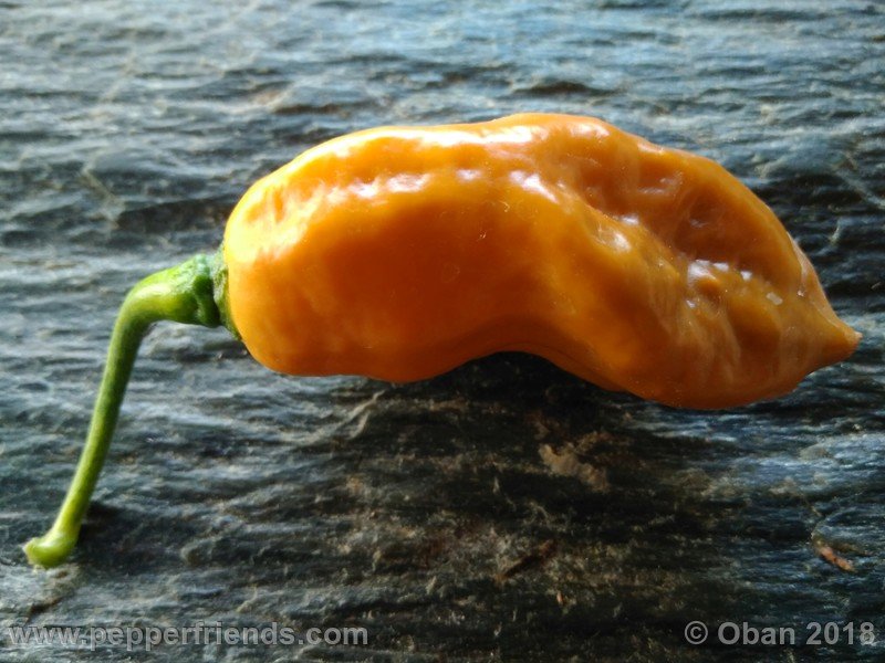 naga-morich-cappuccino_001_frutto_30.jpg