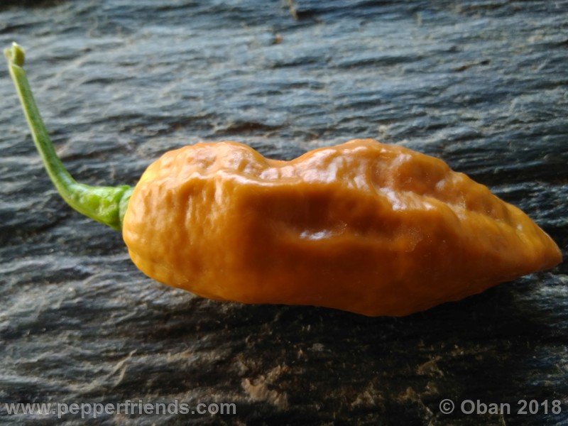 naga-morich-cappuccino_001_frutto_31.jpg