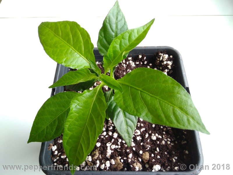 naga-morich-cappuccino_001_pianta_04.jpg