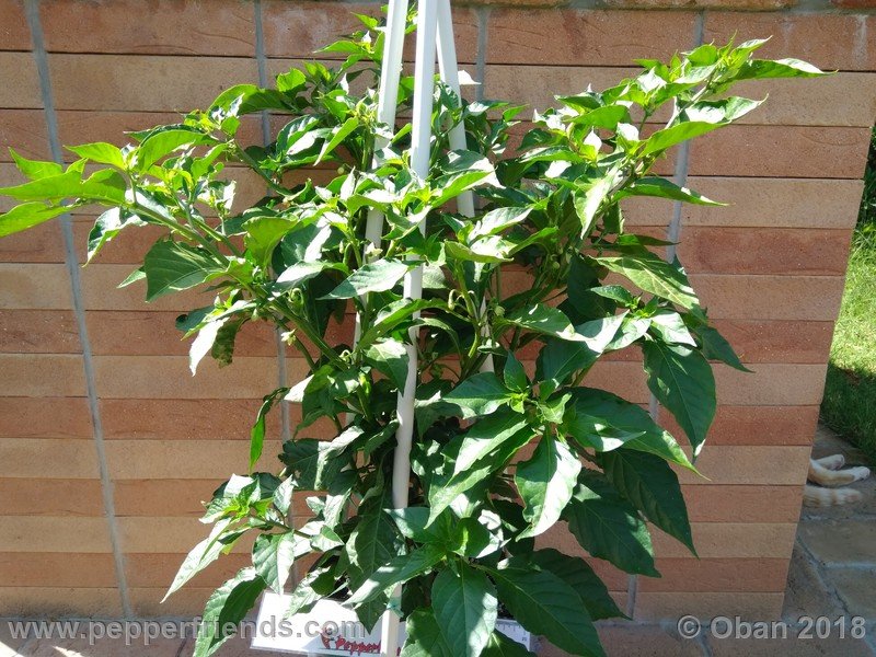 naga-morich-cappuccino_001_pianta_08.jpg