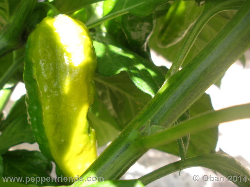 naga-morich-yellow_001_frutto_02.jpg