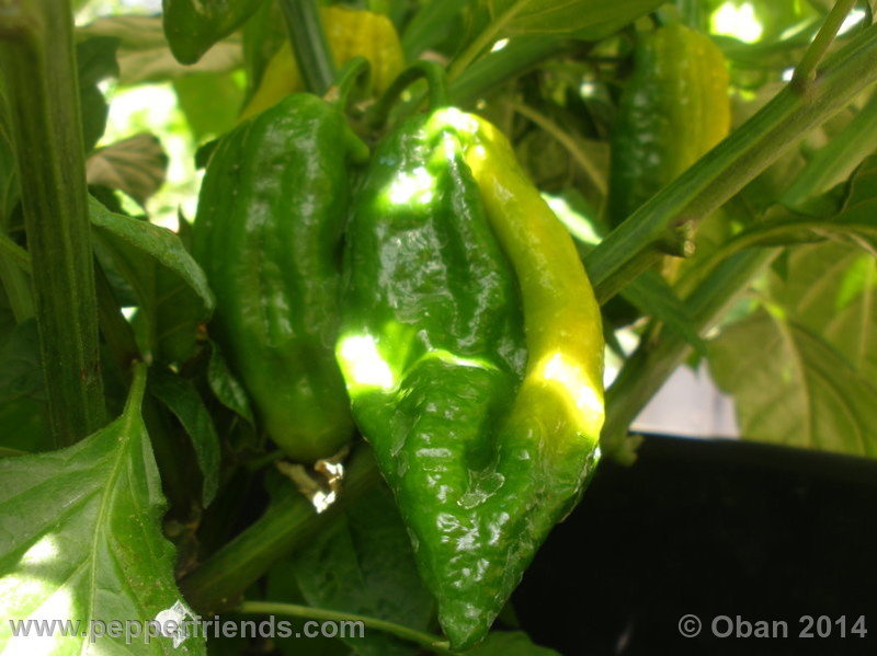 naga-morich-yellow_001_frutto_03.jpg