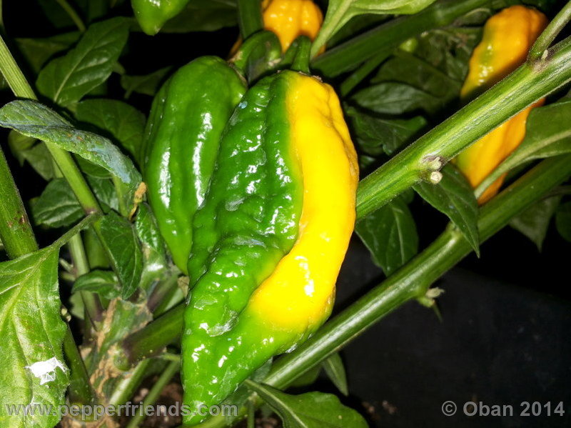 naga-morich-yellow_001_frutto_04.jpg