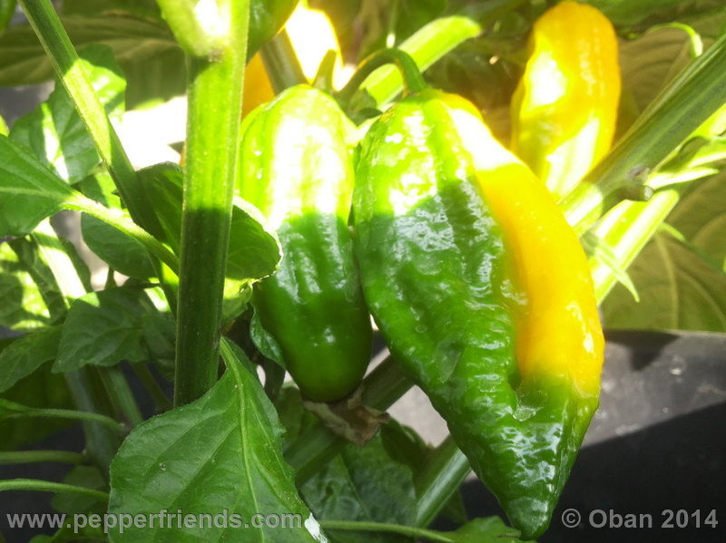 naga-morich-yellow_001_frutto_05.jpg