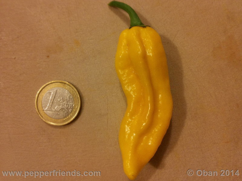 naga-morich-yellow_001_frutto_06.jpg