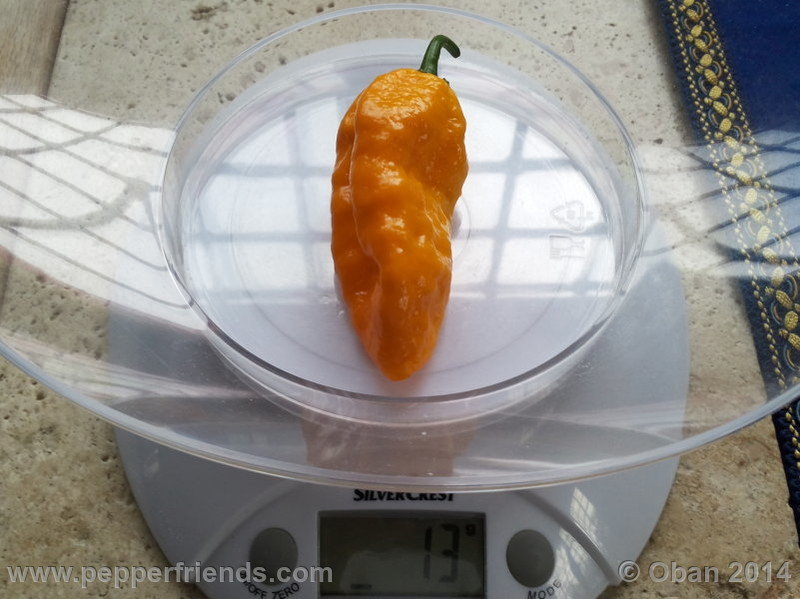 naga-morich-yellow_001_frutto_07.jpg