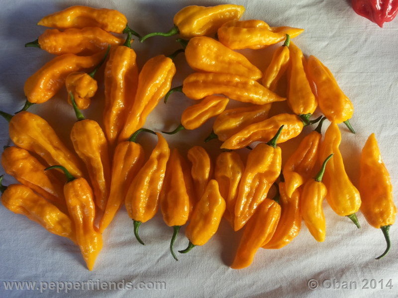 naga-morich-yellow_001_frutto_09.jpg