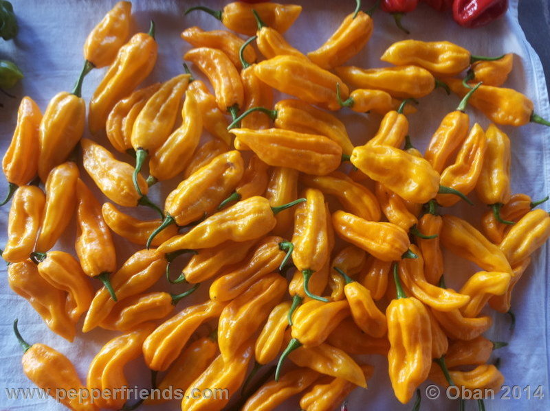 naga-morich-yellow_001_frutto_10.jpg