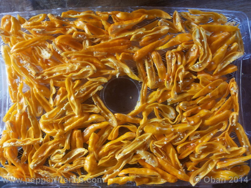 naga-morich-yellow_001_frutto_11.jpg