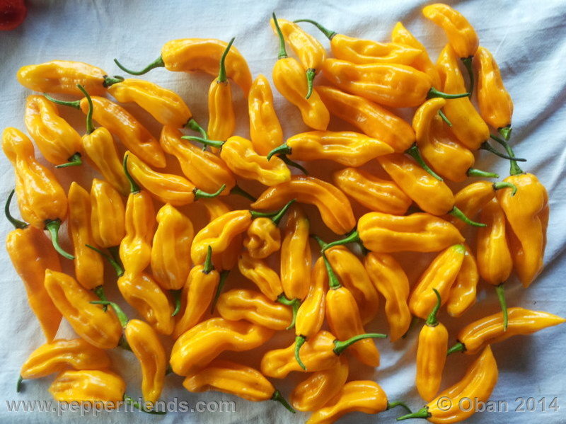 naga-morich-yellow_001_frutto_12.jpg