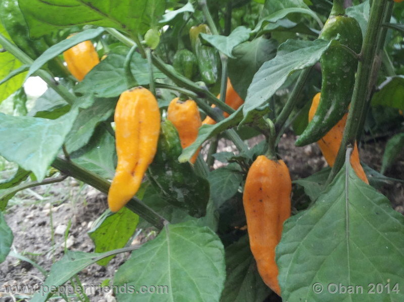 naga-morich-yellow_001_pianta_06.jpg