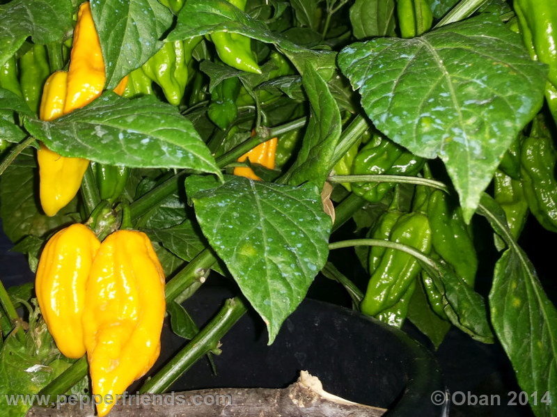 naga-morich-yellow_001_pianta_07.jpg