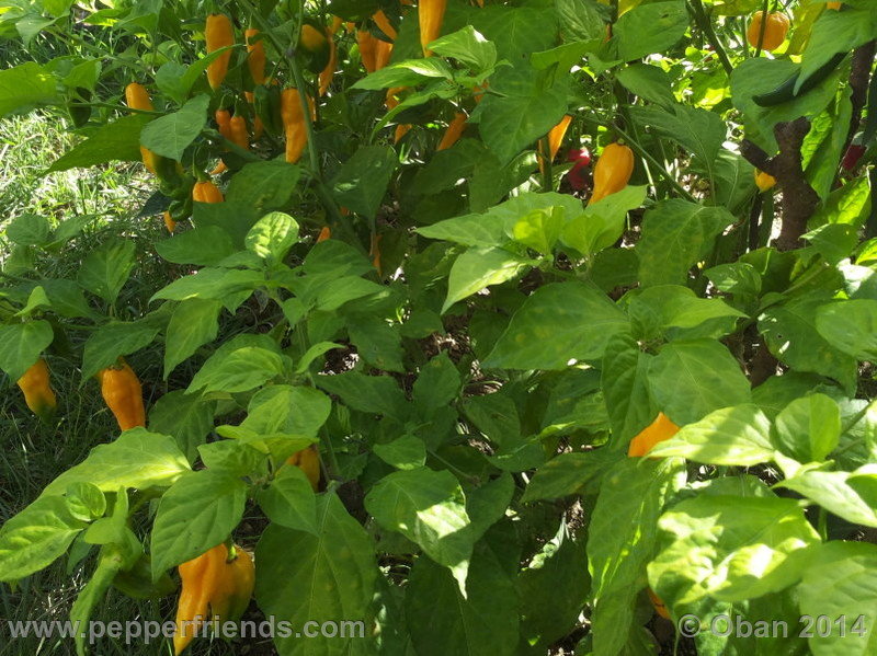 naga-morich-yellow_001_pianta_08.jpg