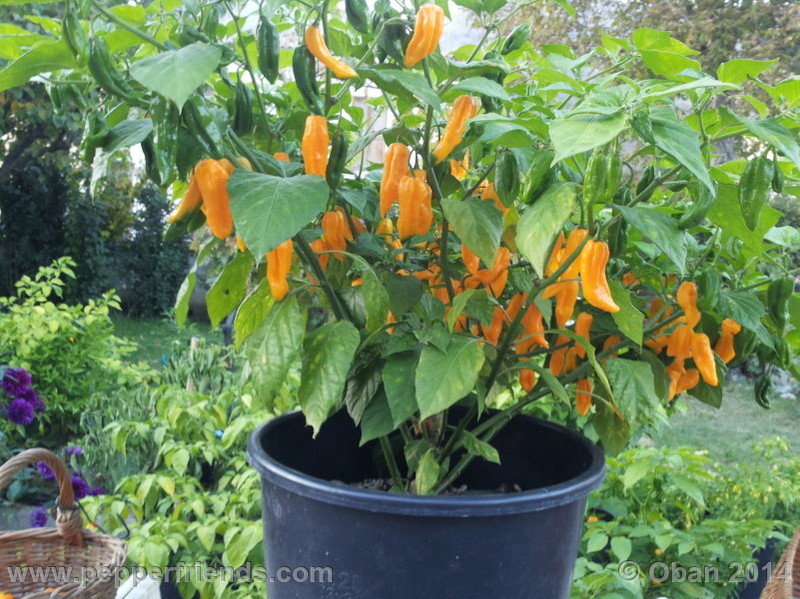 naga-morich-yellow_001_pianta_09.jpg