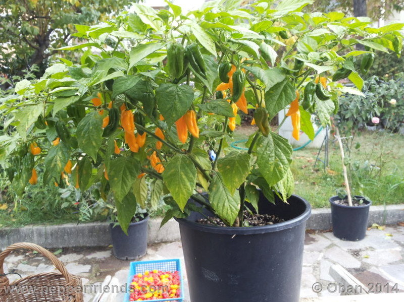 naga-morich-yellow_001_pianta_10.jpg