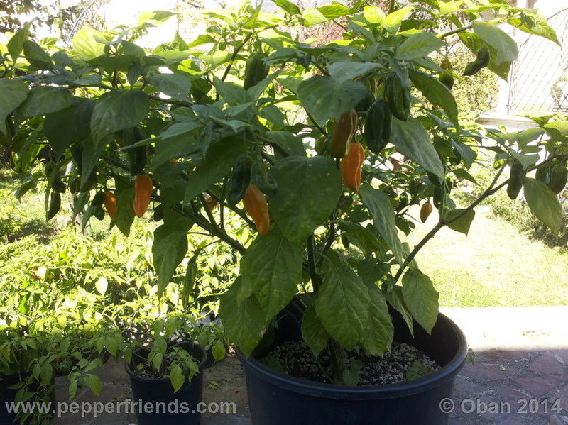 naga-morich-yellow_001_pianta_11.jpg