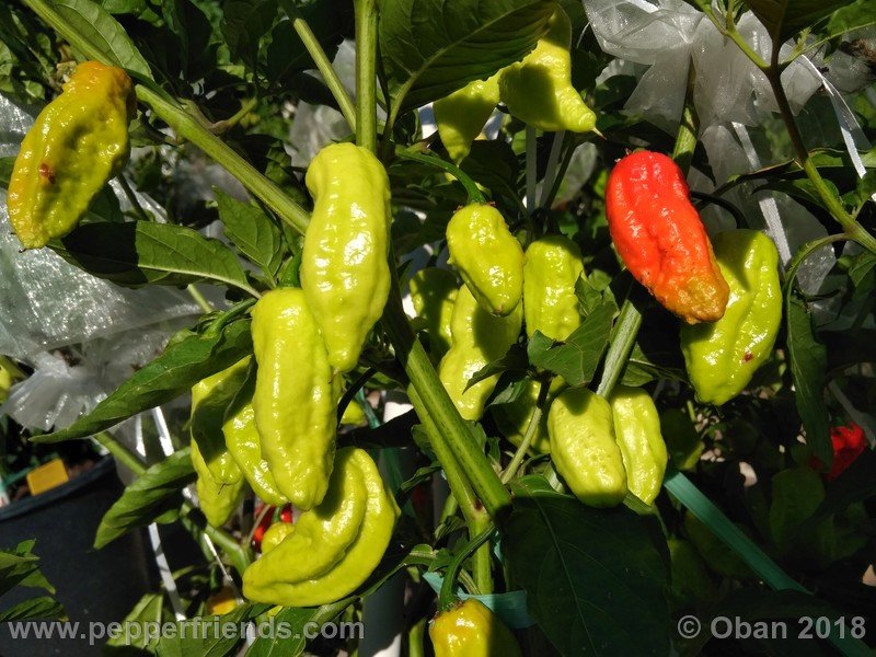 naga-myanmar_001_frutto_09.jpg