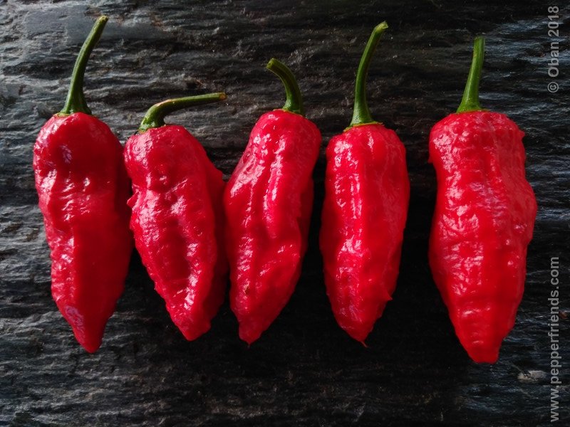 https://www.pepperfriends.org/uploads/naga-myanmar/001/naga-myanmar_001_frutto_18.jpg