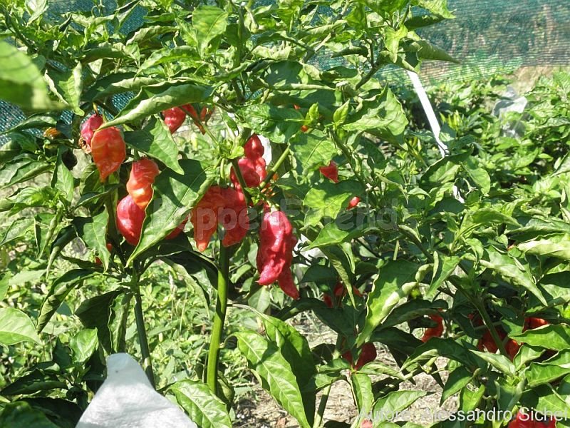 naga-morich_001_pianta_01.jpg