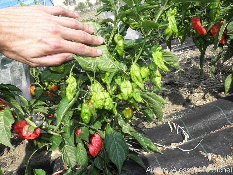 naga-morich_001_pianta_02.jpg