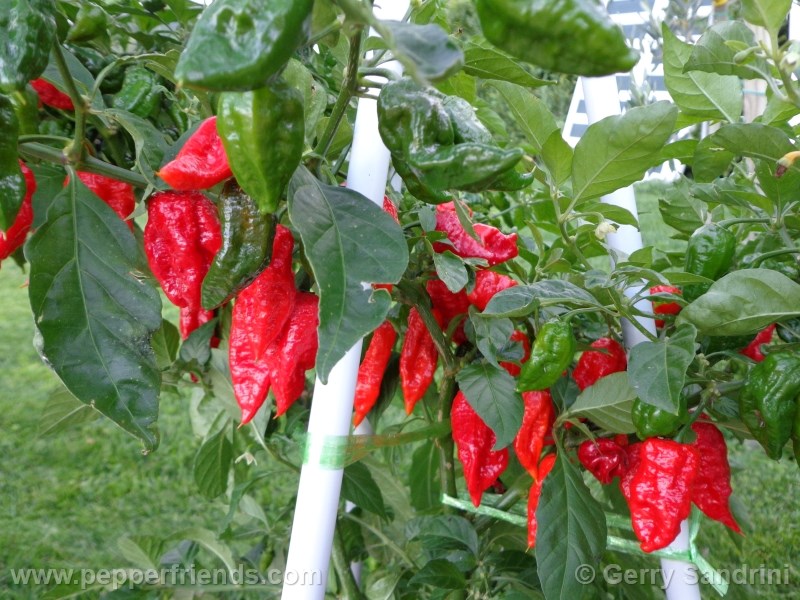 naga-morich_003_frutto_01.jpg