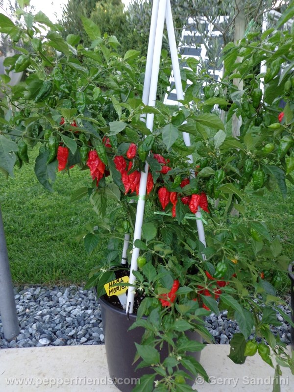 naga-morich_003_pianta_05.jpg