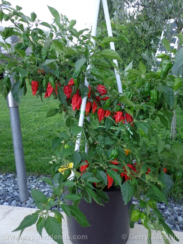 naga-morich_003_pianta_06.jpg