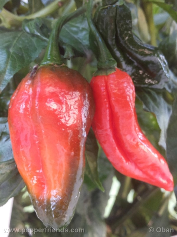 naga-morich_004_frutto_11.jpg