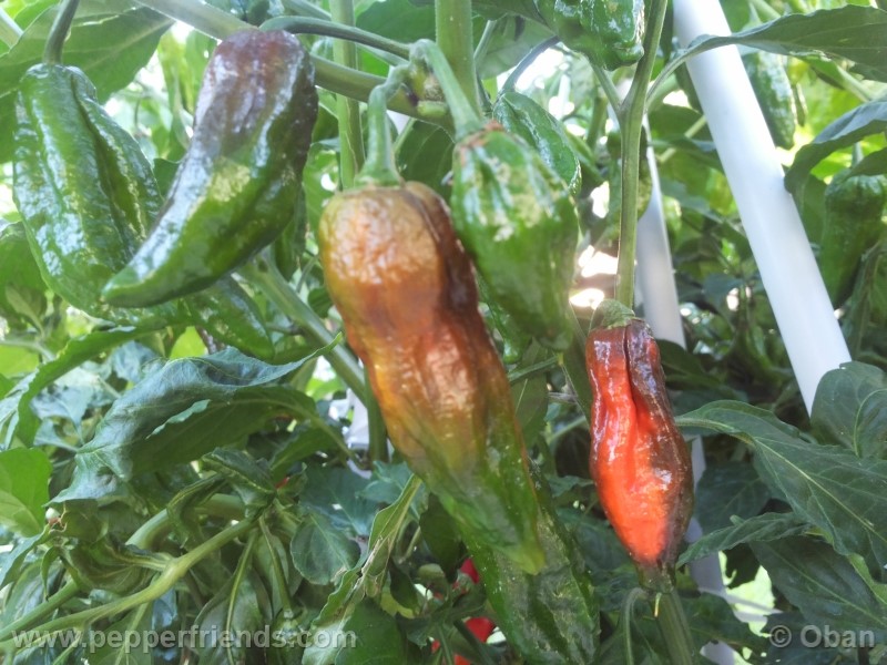 naga-morich_004_frutto_12.jpg