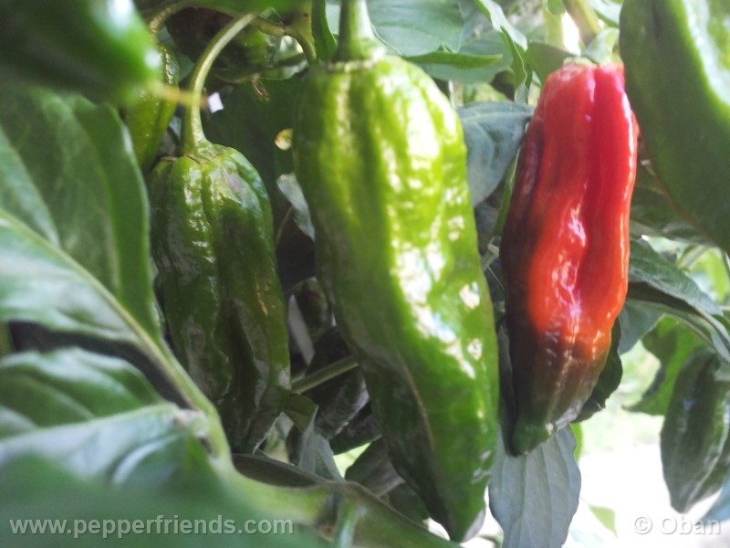 naga-morich_004_frutto_13.jpg