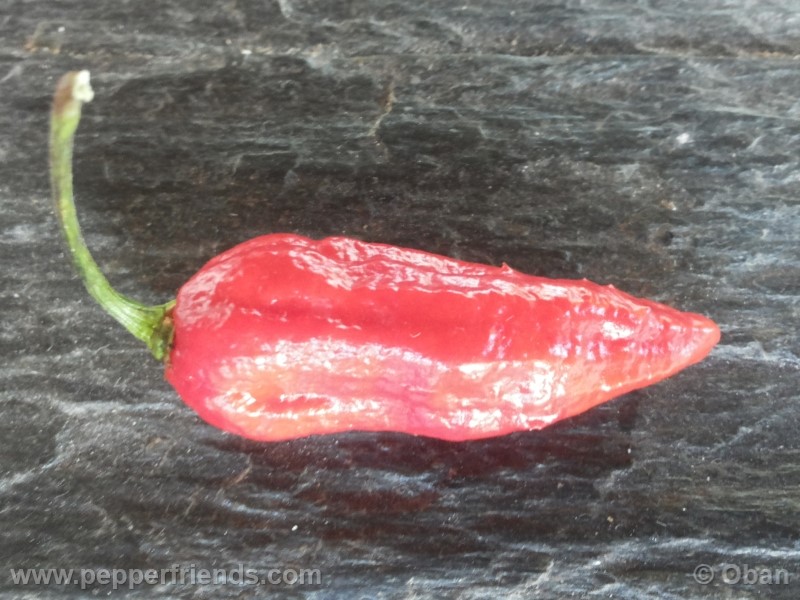 naga-morich_004_frutto_14.jpg