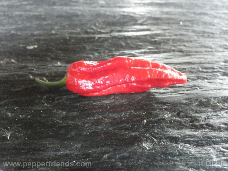 naga-morich_004_frutto_15.jpg