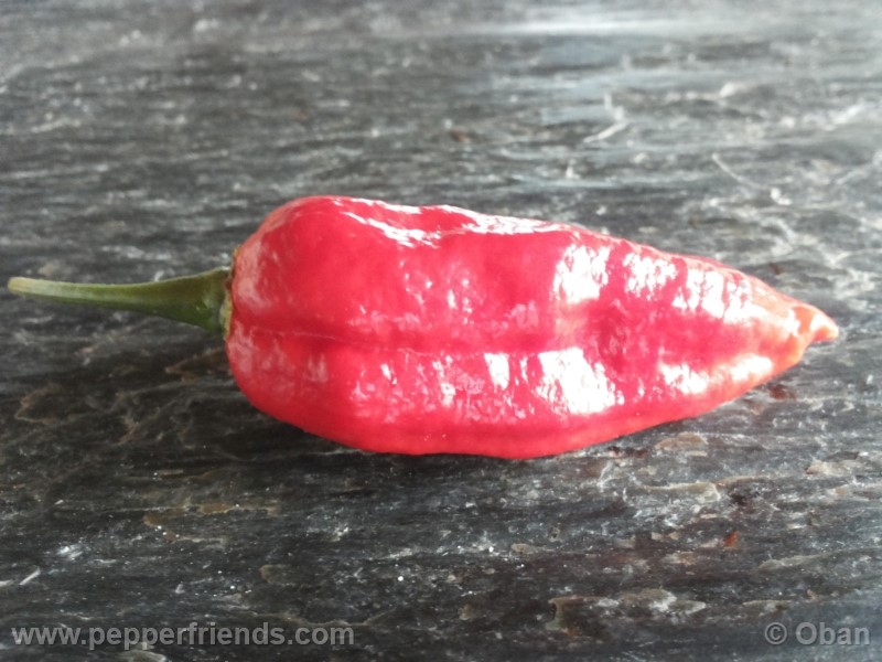 naga-morich_004_frutto_16.jpg