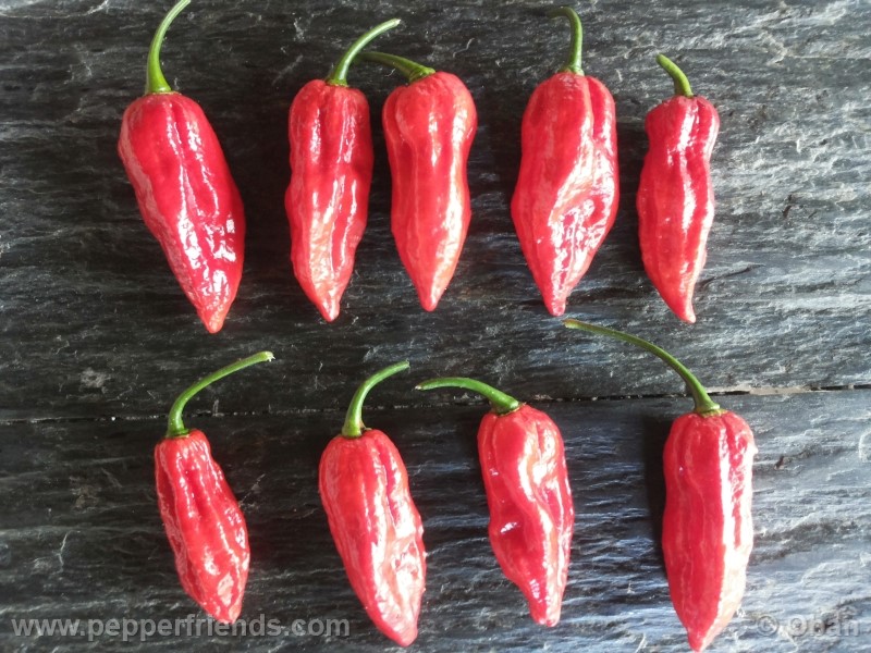 naga-morich_004_frutto_17.jpg