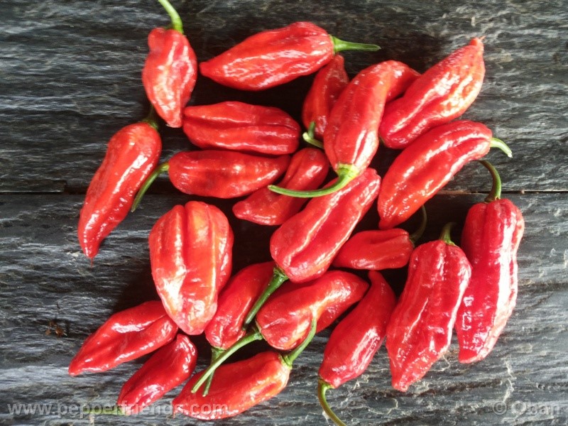 naga-morich_004_frutto_18.jpg