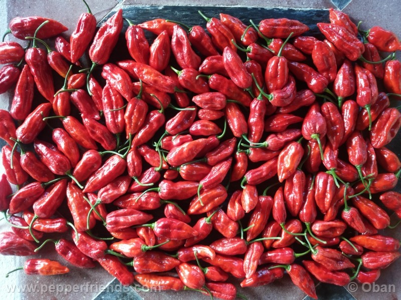 naga-morich_004_frutto_20.jpg