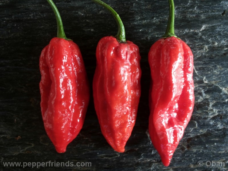 naga-morich_004_frutto_21.jpg