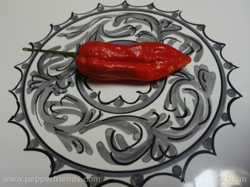 naga-morich_004_frutto_22.jpg