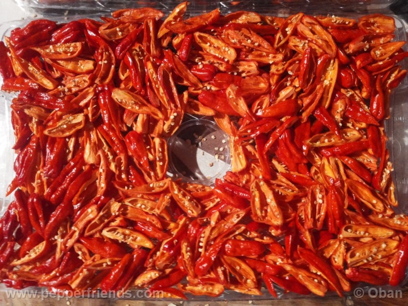 naga-morich_004_frutto_25.jpg