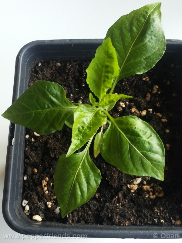 naga-morich_004_pianta_02.jpg