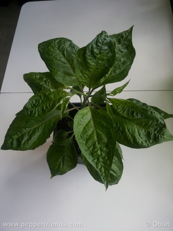 naga-morich_004_pianta_06.jpg