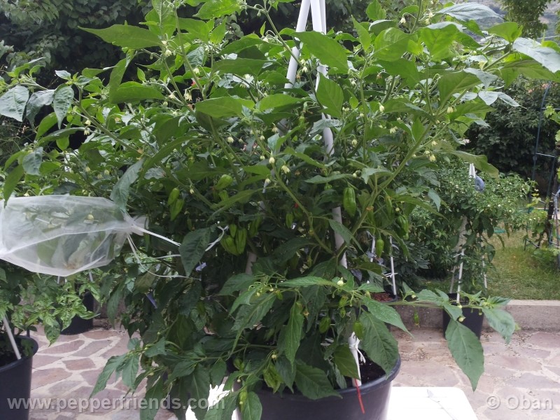 naga-morich_004_pianta_11.jpg