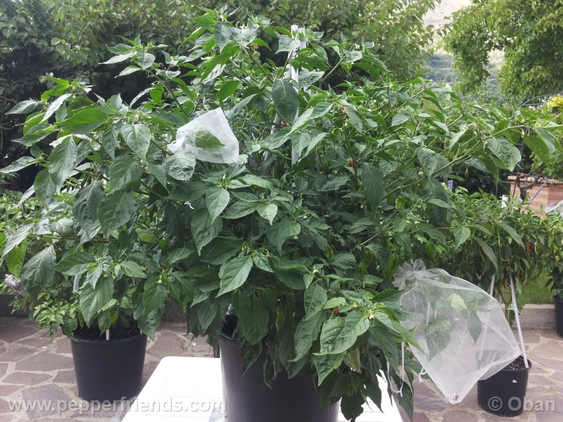 naga-morich_004_pianta_12.jpg