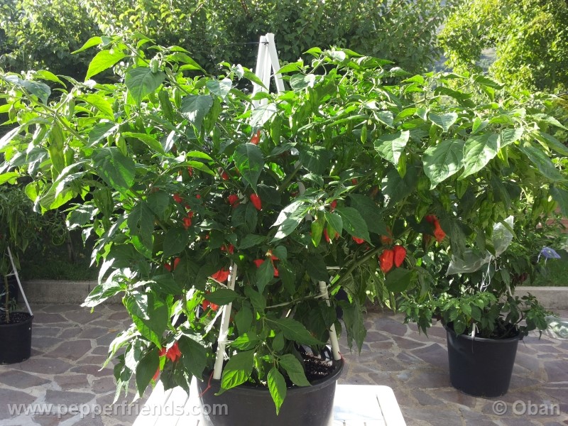 naga-morich_004_pianta_13.jpg