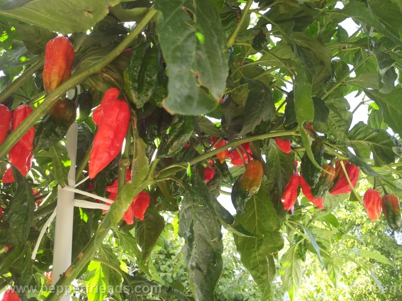 naga-morich_004_pianta_14.jpg