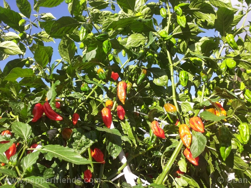 naga-morich_004_pianta_15.jpg