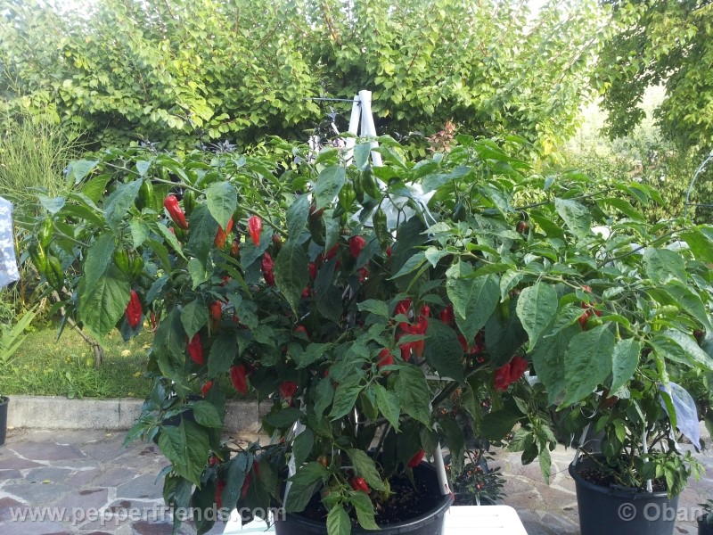 naga-morich_004_pianta_16.jpg