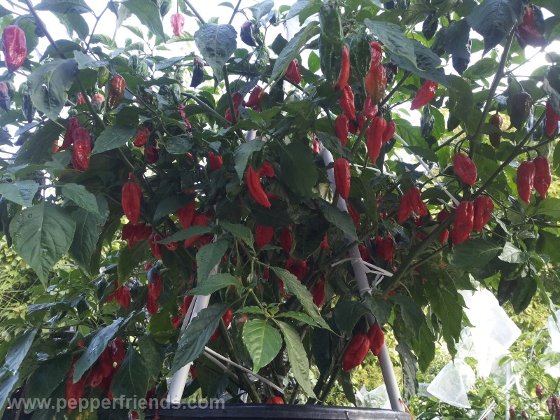 naga-morich_004_pianta_17.jpg